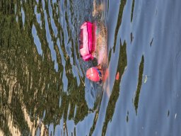 Mainschwimmen Juni 2026
